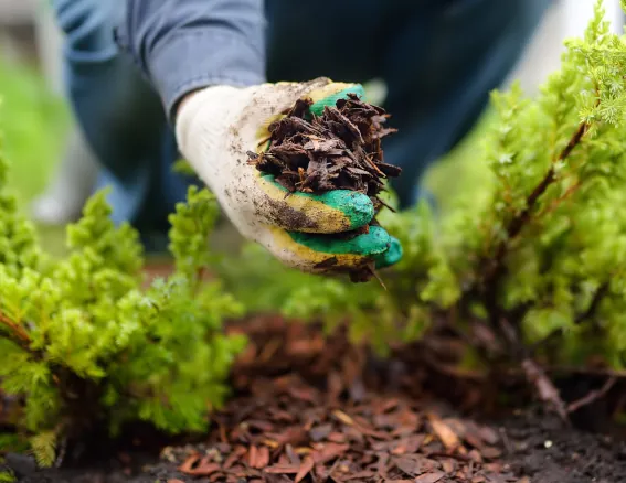 Landscape Mulching and Ground Cover in Leawood Kansas