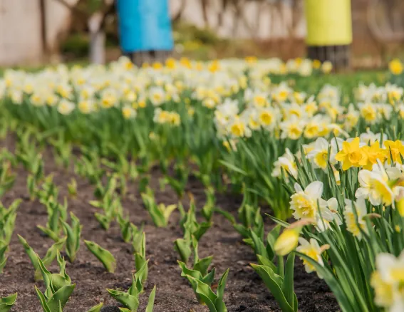 Annuals For Any Season image