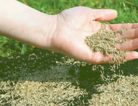 Lawn Overseeding Image