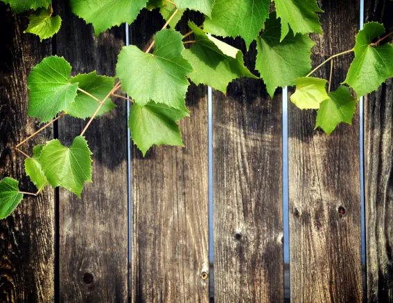 Fence Line Clean Up Image