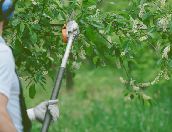 Trimming and Pruning service image