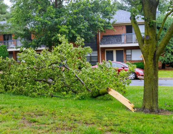 Tree debris storm clean up image