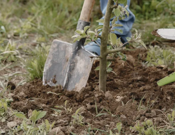 Tree Planting Service Image