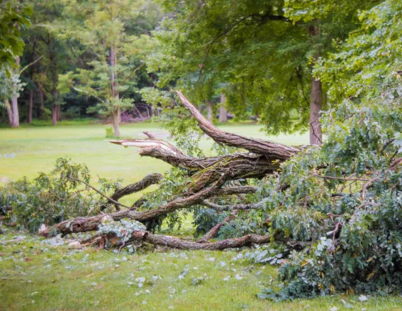 Tree debris storm clean up image