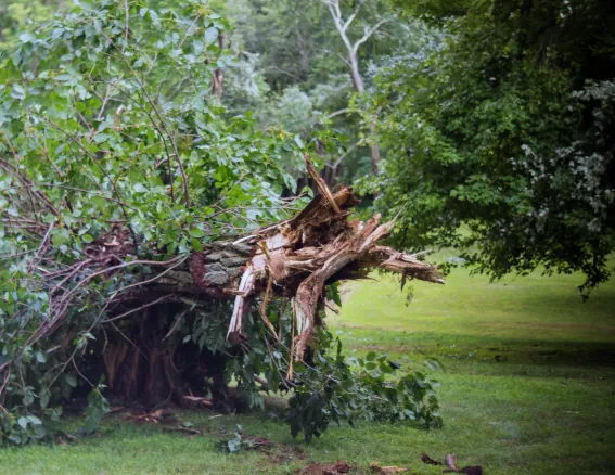 Tree debris storm clean up image