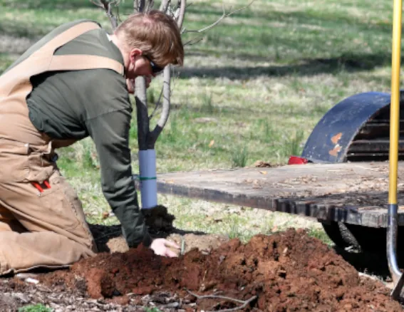 Tree Planting Service Image