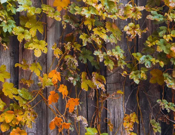 Fence Line Clean Up Image