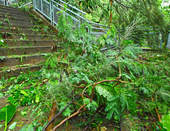 Tree debris storm clean up image