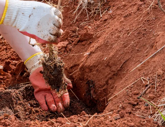 Tree Planting Service Image