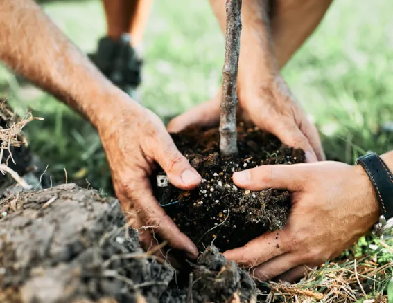 Tree Planting Service Image